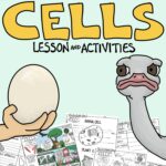 Cover image for plant and animal cells lesson plan