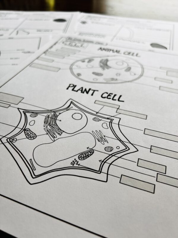 A close-up of the plant cell diagram with blanks for students to fill in. This could be used to help students complete the cell project.