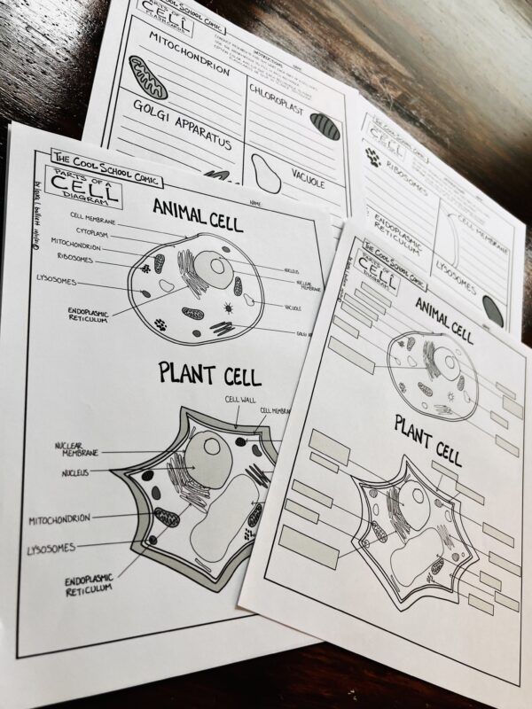 Image of the Parts of a Plant and Animal Cell Diagram. Use this prior to embarking on the Cell Project