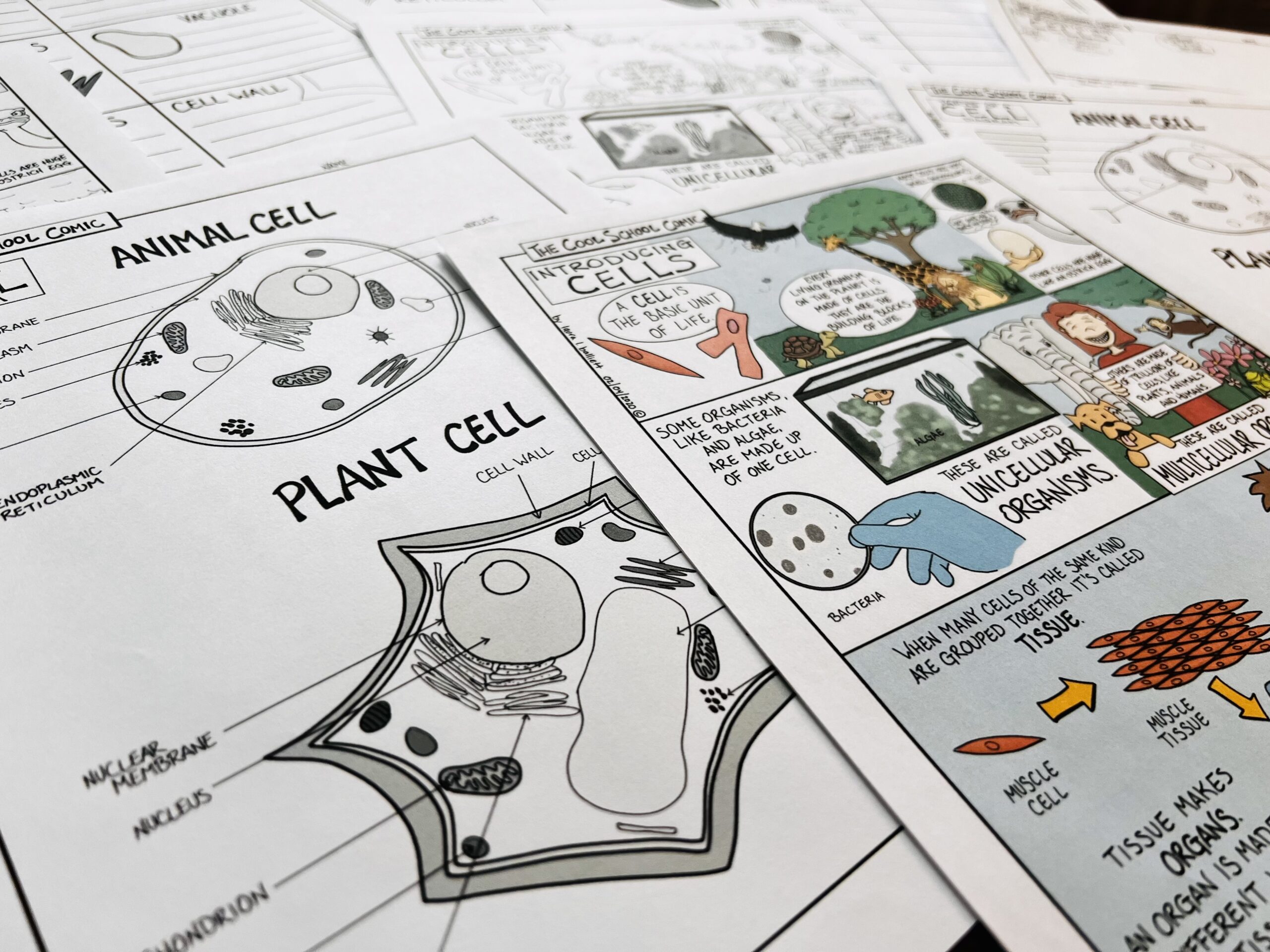 Science cartoon and diagram about plant and animal cells